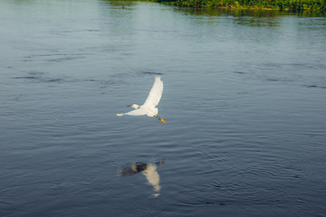 Garças aproveitam dia lindo em lago com peixes