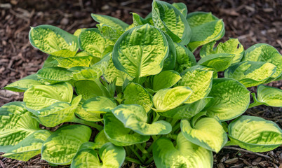 Colorful yellow and green hosta leaves with wrinkled surface. Leafy green and yellow background 