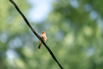 Small bird sitting on a wire against a soft focus green background. Concepts of freedom, flight, motivation