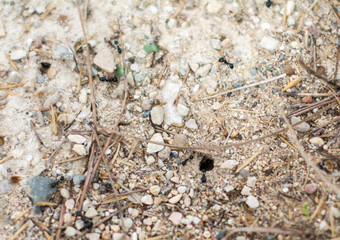 Escribir para añadir, dejar en blanco para borrar