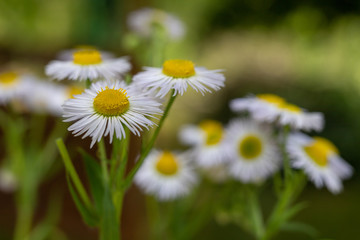 Obraz premium White flowers in a home garden. Cute colorful flowers on a garden discount.