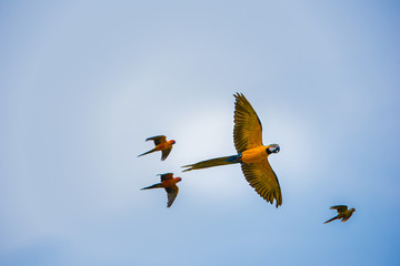 Parrots in the sky