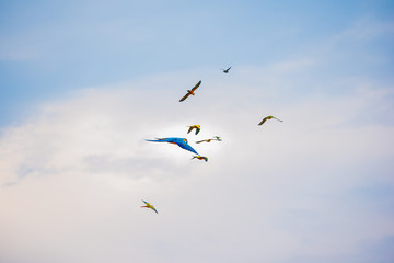 Parrots in the sky