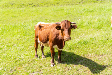 Naklejka na ściany i meble Closeup portrait of a red. brown cow looking at camera, at eco organic farm