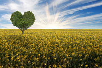 Yellow flowering rape field with heart shape tree under blue sky.