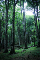 beech forest of the Cimini mountains