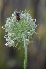 beetle on a flower