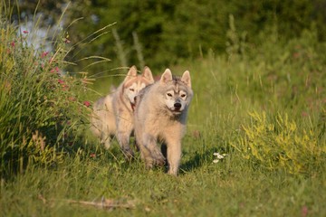 siberian Husky in forest
