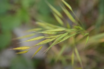 leaves of a tree