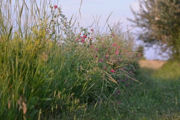 grass and flowers