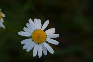 daisy on green background