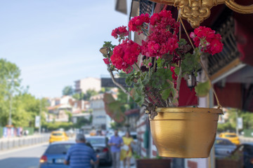Ivyleaf geranium flower planted in golden pot