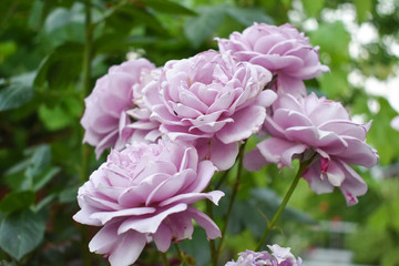 Pink Rose. Green background. beauty flower's