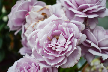Pink Rose. Green background. beauty flower's