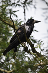 rook on branch