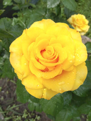 beautiful yellow rose in the garden. Macrofoto for background