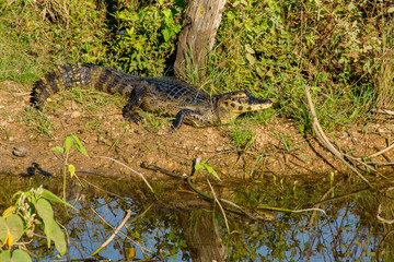 Jacaré livre na natureza próximo a agua