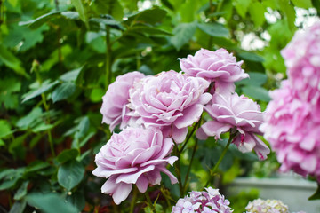 Pink Rose. Green background. beauty flower's
