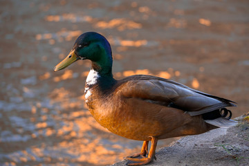 sunset duck