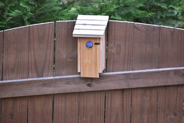 Bluebird sticking it's head out of the birdhouse