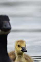 canada goose gosling with mother 