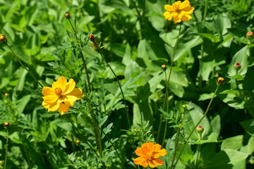 Yellow flowers