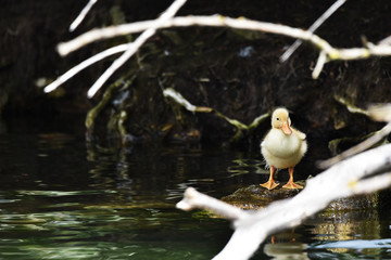 duckling stood on rock on lake