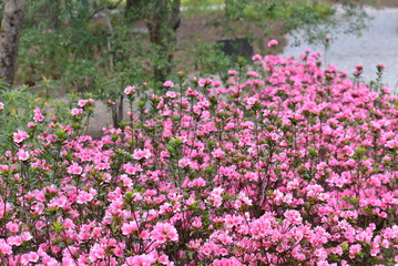 Obraz premium Pink Rododendrum