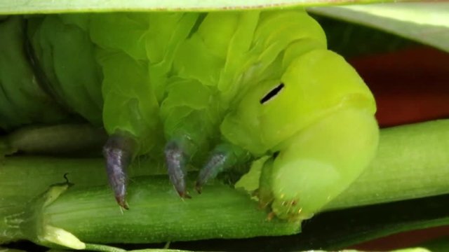 Oleander Hawk Moth Caterpillar (Daphnis nerii, Sphingidae), eat leaves of a plant.