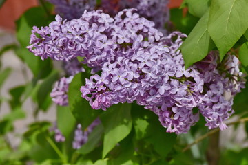 Lilac flowers on a branch in the garden in spring