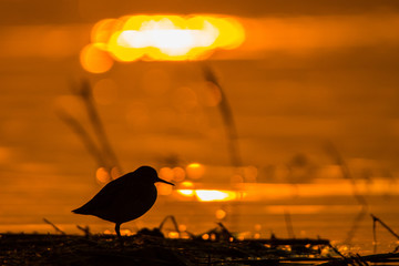 Wood sandpiper (Tringa glareola). Silhouette of a bird on the background of the lake at sunrise. Polesie. Ukraine