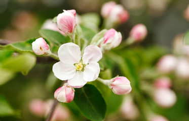 Naklejka na ściany i meble Buds of flowers on a Apple tree branch in the springtime