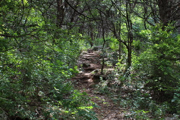 Obraz premium steps in forest
