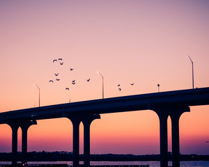 Flock of Birds Flying Over Inter-coastal Bridge