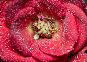 Detail of small red rose with water drops on petals, macro photography of nature