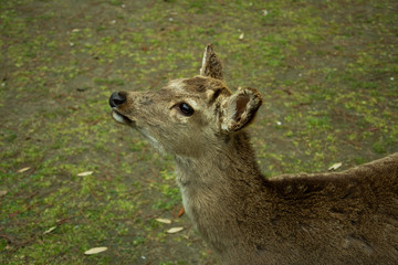Deer in Japan