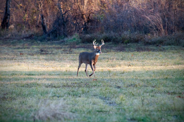 Deer in Meadow in Winter