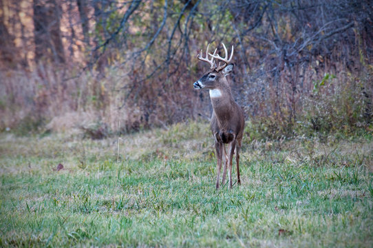 Buck in Meadow © David Arment