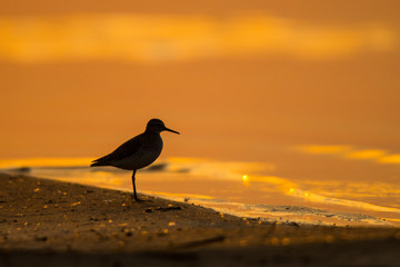 Wood sandpiper (Tringa glareola). Silhouette of a bird on the background of the lake at sunrise. Polesie. Ukraine