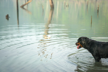 Dog Rottweiler in the water on a misty lake