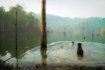 Obraz premium Man and dog playing and swimming in a lake.