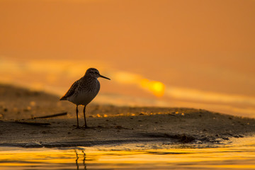 Wood sandpiper (Tringa glareola). Silhouette of a bird on the background of the lake at sunrise. Polesie. Ukraine