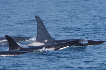 Fototapeta premium Orca family, Nemuro Strait in Shiretoko, Japan シャチの家族 北海道知床
