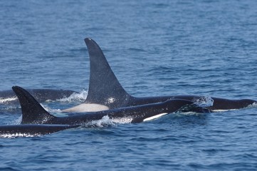 Orca family, Nemuro Strait in Shiretoko, Japan　シャチの家族　北海道知床
