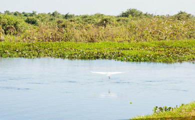 Garça branca desfruta natureza com lago e peixes