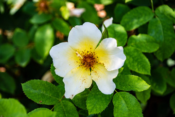 Obraz na płótnie Canvas Yellow Scotch Rose flower in the garden. Latin: rosa laevigata or rosa spinossima.