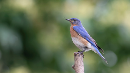 Obraz premium Ready for the Hunt