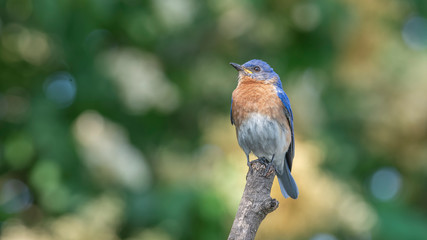 Naklejka premium That Far Away Look