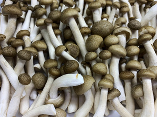 The Group of Yanagi-matsutake mushroom. Raw and fresh Brown Mushroom. Mushroom Background. Delicious and Nutritious Ingredient for Vegetarian and Healthy Lifestyle People. good food good health.
