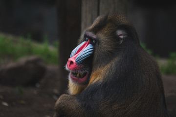 Mandril showing teeth